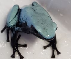 Dendrobates galactonotus blue